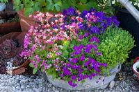 Pots and tin bath planted with Aubrieta, Saxifraga arendsii 'Highlander Rose', Sedum acrem, Sempervivum and Viola cornuta 