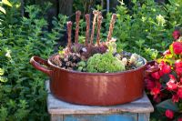 Enamelled pot planted with Sempervivum on a wooden stool - Sempervivum and Melissa officinalis