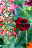 Cosmos atrosanguineus and Salvia coccinea 'Lady in Red'