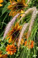 Pennisetum setaceum 'Kupfer', Rudbeckia hirta 'Autumn Colours' and Zinnia angustifolia 'Profusion Orange'