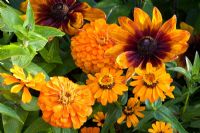 Rudbeckia hirta 'Autumn Colours', Zinnia angustifolia 'Profusion Orange' and Zinnia elegans 'Benarys Riesen Orange'