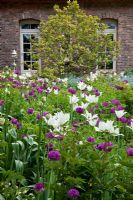 Purple is the dominating colour from the brick stone house and reflected in the planting with Tulipa 'White Triumphator', Brunnera, Buxus, Magnolia, Tulipa 'Negrita' and Tulipa 'White Triumphator' - Jens Tippel