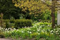 Under the walnut tree, white flowering tulips. Other planting includes - Euphorbia amygdaloides 'Rubra', Juglans regia, Taxus baccata and Tulipa viridiflora 'Spring Green' - Jens Tippel