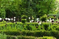 Tulips flowering in the box framed borders in the formal part of the garden. Planting includes - Buxus, Tulipa 'Queen of Night' and Tulipa 'White Triumphator' - Jens Tippel