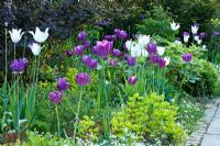 Detail from a colour themed border in Spring with Arabis procurrens, Euphorbia amygdaloides 'Rubra', Physocarpus opulifolius 'Diabolo', Tulipa 'Negrita' and Tulipa 'White Triumphator' - Jens Tippel
