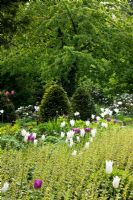 Yew cones contrast with Tellima grandiflora, Tulipa 'Negrita' and Tulipa 'White Triumphator' - Jens Tippel