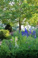 Box framed perennial planting in front of a walnut tree - Buxus, Delphinium 'Piccolo', Juglans regia, Lupinus, Papaver and Taxus baccata - Jens Tippel
