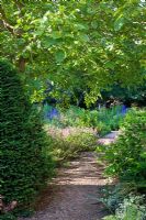 Framed by a yew cone and a walnut tree, a pathway along the sunny perennial border - Delphiniu, Geranium 'Sirak' and Juglans regia - Jens Tippel