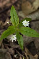 Trientalis borealis - Starflower