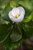 Podophyllum hexandrum - Himalayan Mayapple