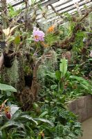 Jardim Orquidea, Madeira - Mokara 'Chao Phray Gold',  Colmonara 'Wildcat', Cattleya, Paphiopedilum hybrids and Maranta leuconeura