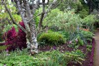 Iresine herbstii in borders - Quinta Palheiro, Funchal, Madeira
