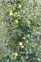 Malus domestica 'Greensleeves' - Apple Minarette tree with fruit