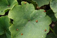 Coccinella 7 punctata - Seven spot Ladybird group resting on leaf