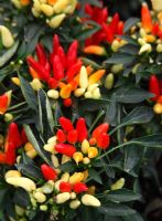 Capsicum annuum 'Stumpy' - Chilli Pepper plants with ripening fruits