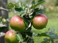 Malus domesticus 'Striped Beefing' - Apples