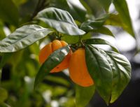 Citrus sinensis 'Valencia' - Orange