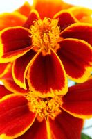 Tagetes patula 'Red Marietta' - French marigold  
