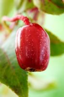 Fuchsia 'Bicentennial' - Fruit that forms after flowering, July