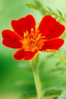 Tagetes tenuifolia 'Red Gem' - Signet marigold,  July