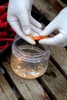 Removing skin and flesh from the Chilli seeds