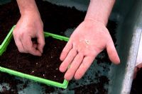 Sowing Chilli seeds about 2cm apart