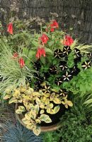 Cream, red and black colour themed container with new black striped Petunia 'Phantom', Plectranthus ciliatus 'Sasha', Molinia caerulea 'Variegata' and Fuchsia 'Thalia'