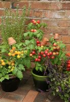 Dwarf bush Tomato 'Sweet 'n' Neat Cherry' and 'Sweet 'n' Neat Yellow' growing in ceramic pots with clay pots as cane toppers to prevent eye injury alongside Ocimum 'African Blue' - Basil and Tagetes - French Marigolds