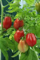 Plum tomato cultivar 'Roma'