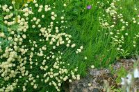 Santolina pinnata subsp. neapolitana 'Edward Bowles' - Cotton Lavender