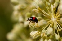 Adalia bipunctata - Two Spot Ladybird