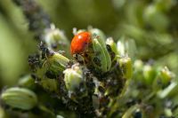 Ladybird devouring Aphids