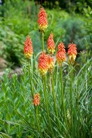 Kniphofia triangularis - Torch Lily