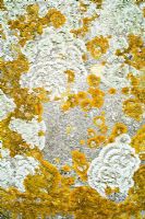 Lichens on Gravestone