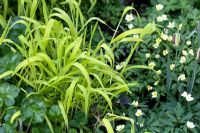 Carex Stricta - Elata Bowles Golden
