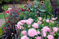 Dahlia 'Park Princess' in formal cutting garden bed with mixed Dahlias and annuals - Ulting Wick, Essex