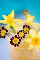 Daffodils and Primulas in vase
