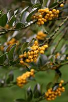 Ilex aquifolium 'Bacciflava' - Yellow Holly