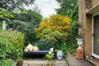 Terrace with blue painted Lutyens style bench. Cytisus, Pieris and Cedrus atlantica tree to the left -The Rowans, Threapwood, Cheshire
