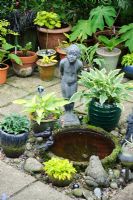 A collection of miniature Hostas in pots beside water feature - The Rowans, Threapwood, Cheshire.
