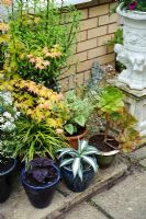 Collection of foliage plants in ornamental pots - The Rowans, Threapwood, Cheshire.