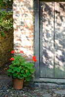 Pelargonium - Geranium in pot beside barn door - Barnwells, Cerne Abbas, Dorset.