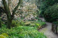 Woodland garden in spring. Prunus cerasifera 'Pissardii' in flower, Hellebores and Pulmonarias. Sinuous path edged with logs - Madingley Hall, Cambridge
