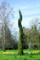 Young Sequoiadendron giganteum 'Pendula' - Madingley Hall, Cambridge.