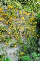 Sophora microphylla trained on a wall - Clare College Fellows' Garden, Cambridge.