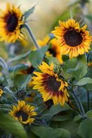 Helianthus annuus - Sunflower 'Ring of Fire'