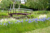 Monet style bridge with Iris 'Hildegarde' naturalised in grass - Wickets, NGS Essex