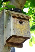 Blue tit bird nesting box colonised by tree bees, alien species