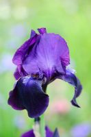 Iris 'Sable' - Bearded Iris