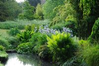 Waterside plants including Matteucia struthiopteris, Iris sibirica, Astilbe, Lysichiton and Caltha - The University of Cambridge, Botanic Gardens